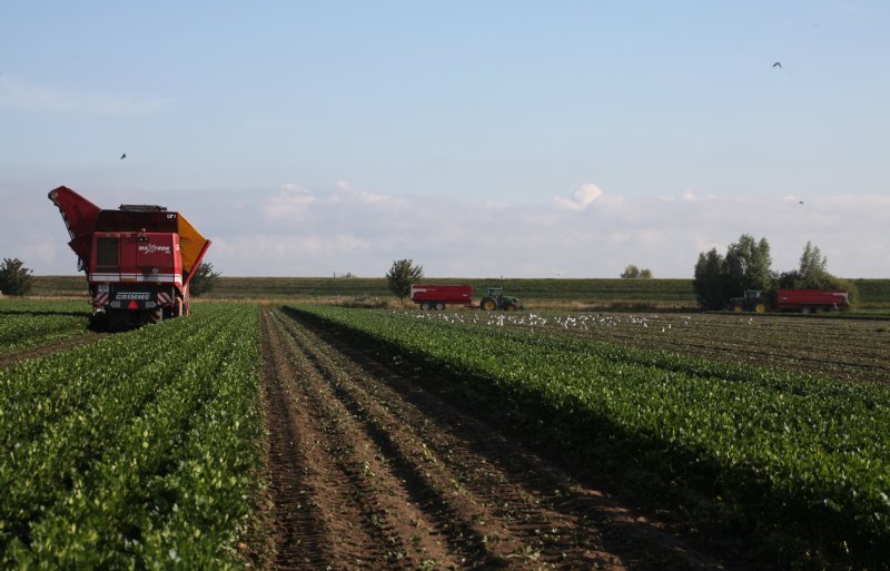 Vido Fleur verbouwt in totaal 14 hectare knolselderij.