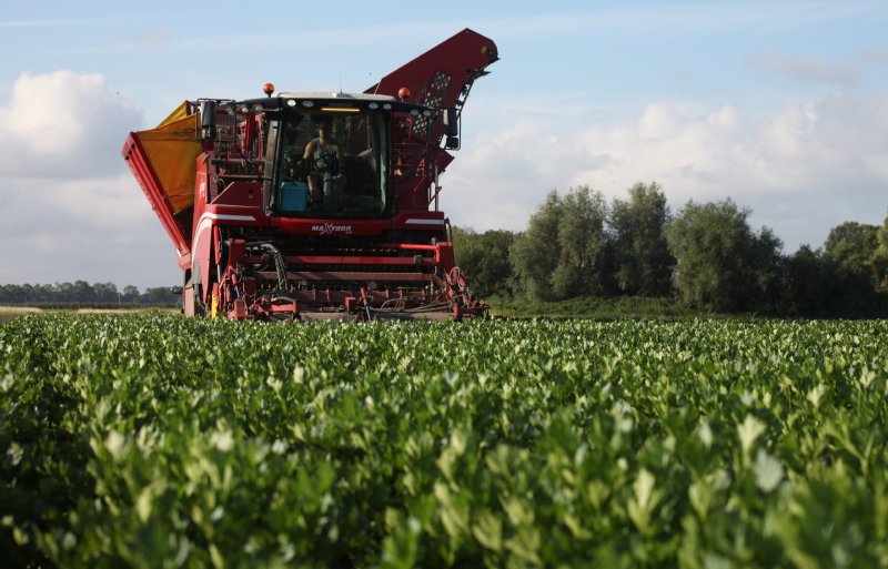 Een zesrijige Grimme Maxtron 620 bietenrooier wordt ingezet voor de knolselderijoogst bij Vido Fleur.