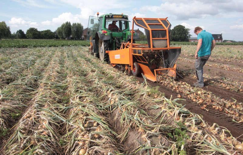 Voor het rooien van de plantuien gebruikt Akkermans een omgebouwde rooimachine van een collega-akkerbouwer.