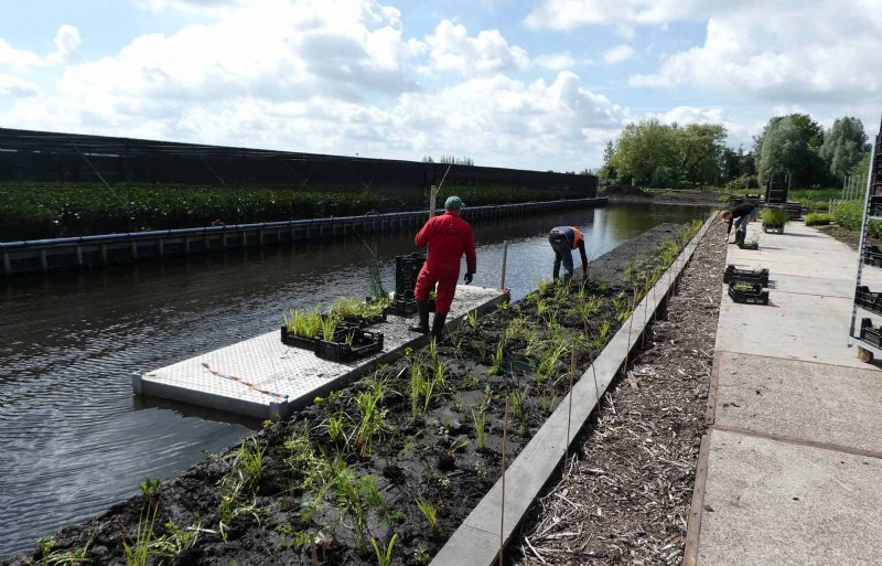 Hoveniers leggen beplanting aan langs een watergang in Boskoop.