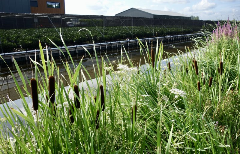 Met oeverbeplanting is er meer ruimte voor waterfauna om zich in de sloten te vestigen.