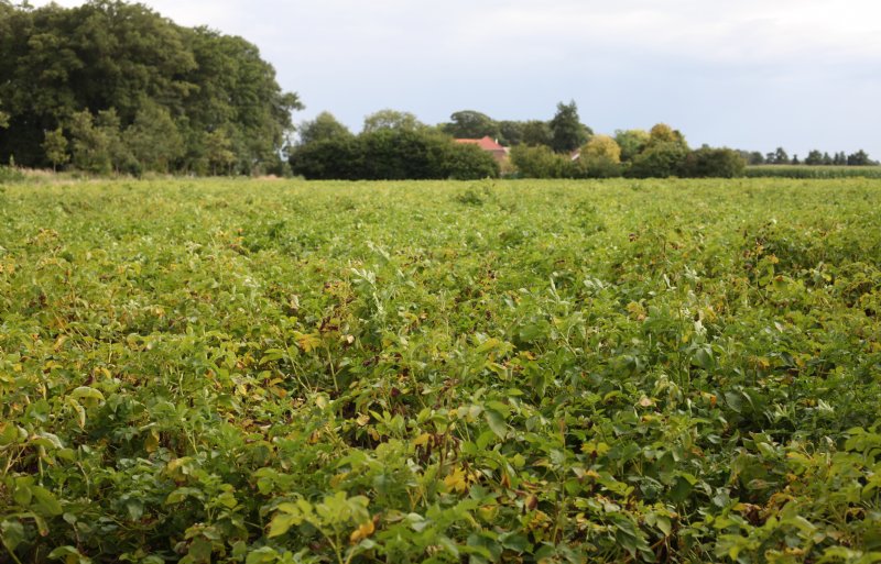 Vooral niet-beregende aardappelen zijn afgelopen seizoen snel afgerijpt, zoals te zien op deze foto van eind juli van een perceel in het Gelderse Sinderen.
