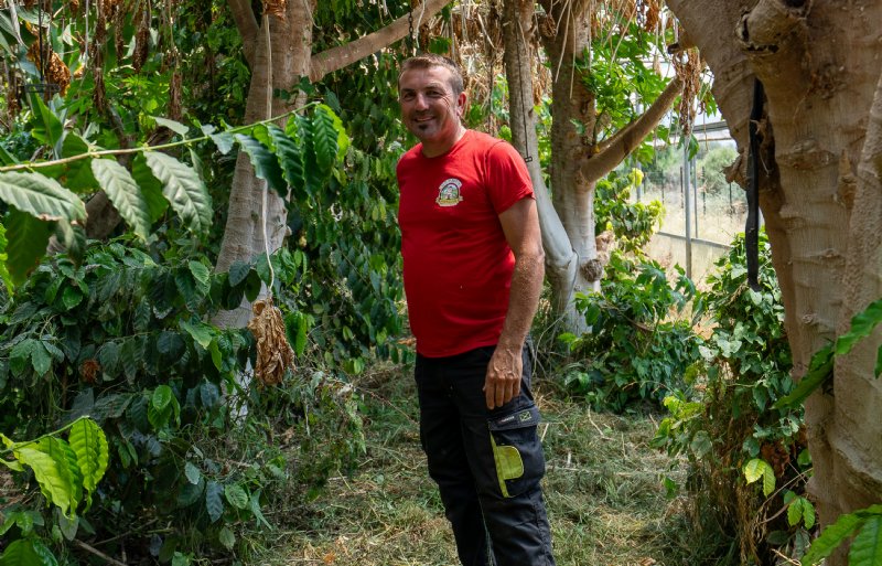 Fruitteler Rosolino Palazzolo tussen zijn 'experimentele' papajabomen.