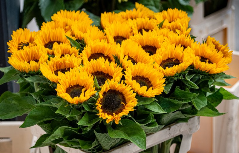 Snijbloem is nog steeds het populairste teeltdoel.