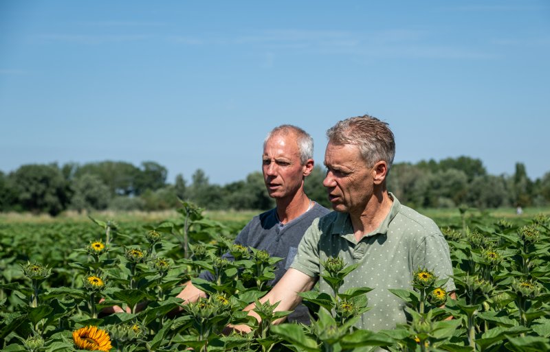 Léon (links) en Patrick van Stralen van Daily Sunshine telen al dertig jaar zonnebloemen als snijbloem.