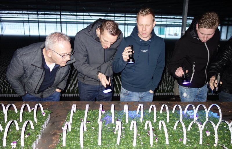 Door een fluorescerende stof toe te voegen, kunnen telers in het donker de bladbedekking checken.