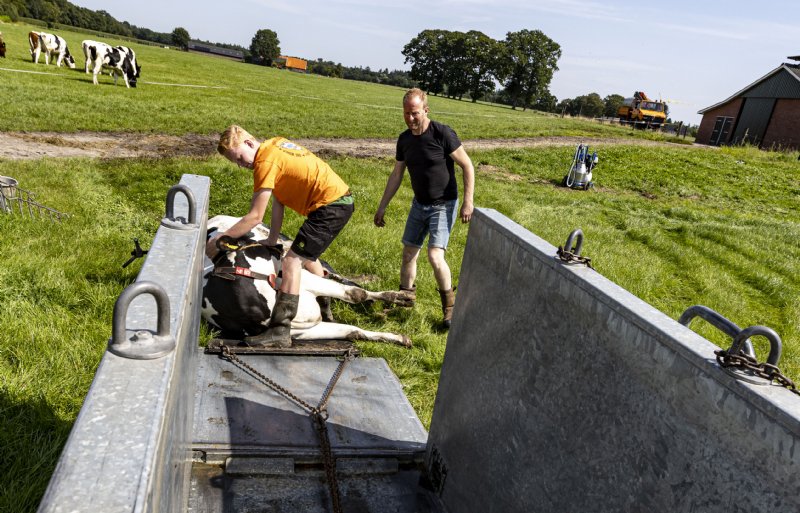De koe wordt op een mat vervoerd. Die mat gaat mee in het koebad.
