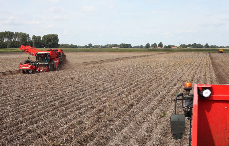 Donderdag en vrijdag was een perceel in het Overijsselse Markelo aan de beurt. Twee zelfrijdende tweerijige zeefbandrooiers van Dewulf rooien een pootgoedperceel van zo’n 25 hectare.