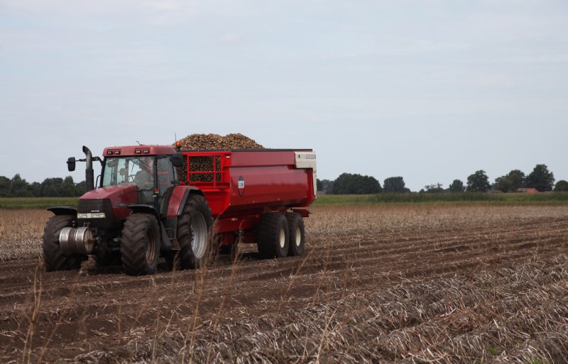 Hulshoff zet zeven kippercombinaties in om constant door te kunnen blijven oogsten. Een enkele rit is zeker vijftig minuten rijden.