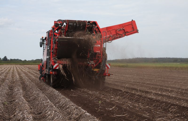 De rooiomstandigheden zijn goed. De zandgrond is mooi zacht en het stuift nog niet te hard.