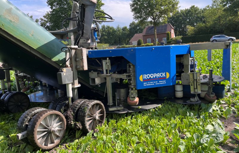 Met roterende snijschijven spinaziebladeren zonder oogstverliezen binnenhalen.
