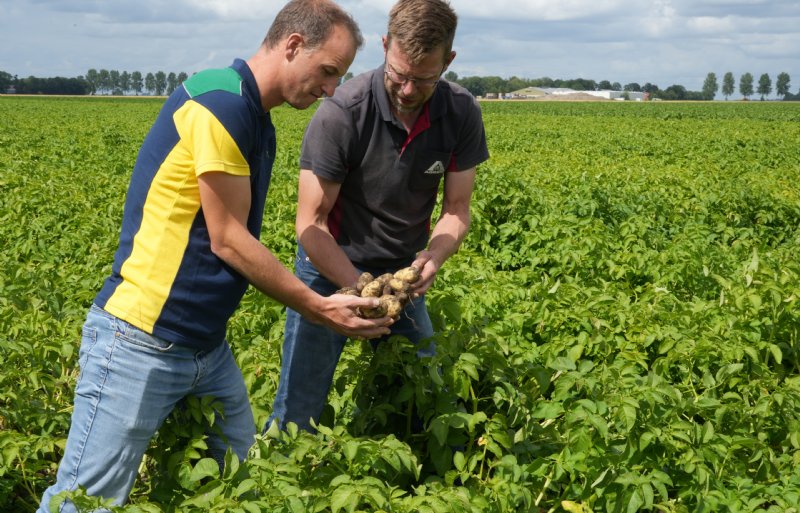 Teeltexpert Erwin Boogaard van Agrifirm met pootgoedteler Willem van den Berg in een perceel Cammeo. Begin juli zaten er al goed ontwikkelde knollen onder de planten.