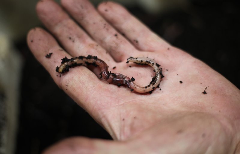 Dendrobena-wormen vallen op door hun roodachtige kleur en zijn populair als visaas vanwege hun levendige bewegingen.