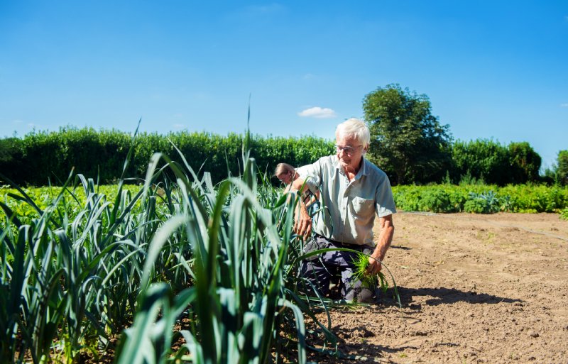 De productietuin van Stichting Vergeten Groenten wordt onderhouden door vrijwilligers.