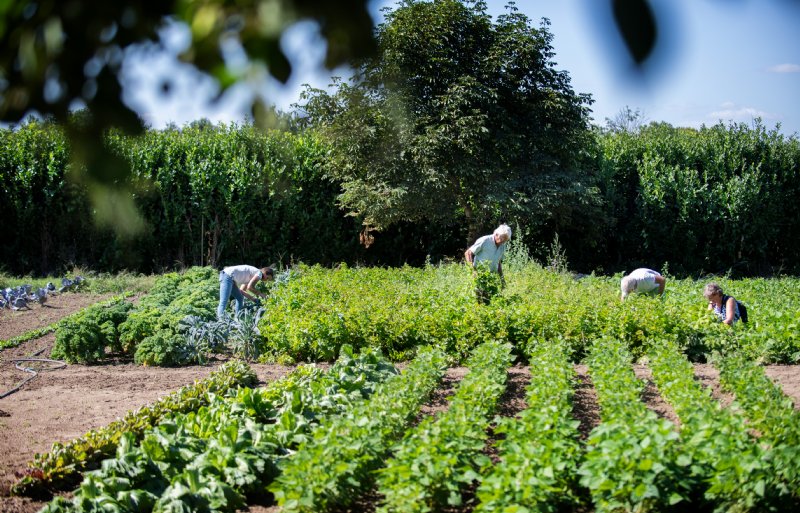 Sommige groenten zijn in de loop der jaren verdwenen van onze eettafels. En met een reden, want andere soorten bleken beter houdbaar en brachten per hectare meer op. Toch staan chef-koks soms met tranen in hun ogen als ze in Beesel een van de honderden vergeten groenten proeven. Zo lekker kunnen groenten dus zijn. Stichting Vergeten Groenten joeg de afgelopen jaren al met succes de comeback van soorten als pastinaak, snijbiet en schorseneer aan.