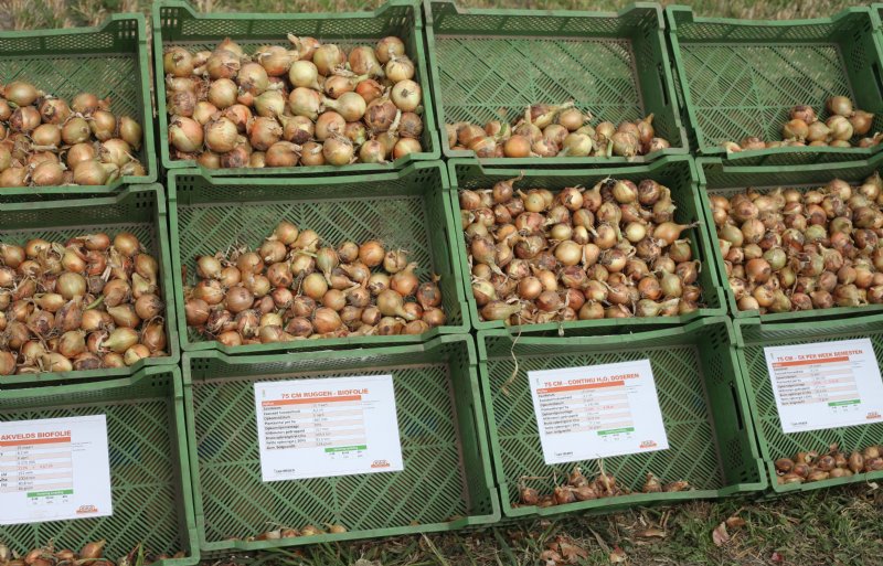 Proefrooiingen van de fertigatie-objecten van Van Iperen op proefboerderij Rusthoeve.
