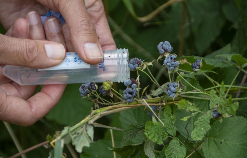 De Aziatische sluipwesp is uitgezet om de suzuki-fruitvlieg te bestrijden.