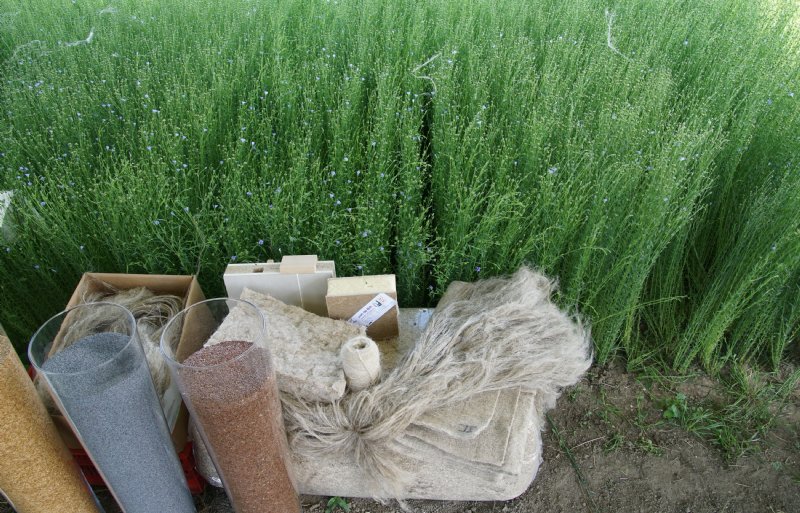 Vlas is een grondstof voor touw, linnen of biobased producten, waaronder isolatiemateriaal.