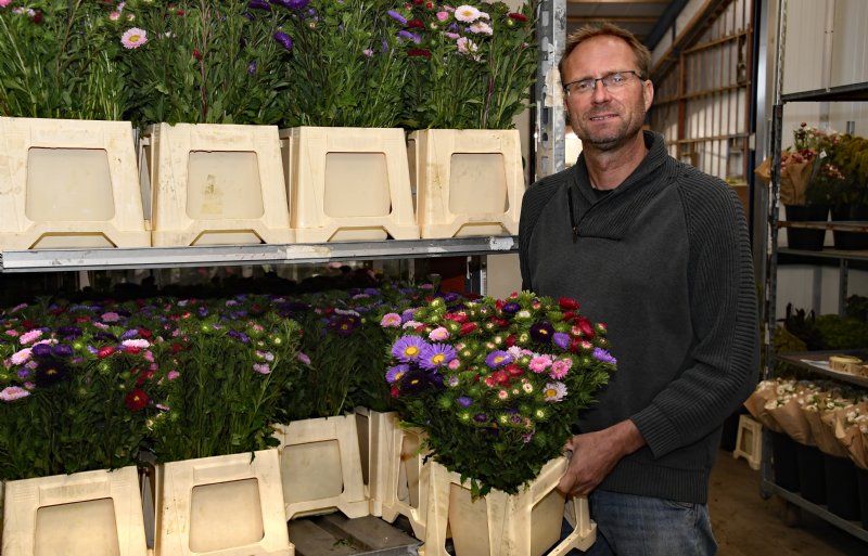 Timo Steenwijk toont de kleurige Callistephus zoals de bak voor de klok komt. De meeste bloemen worden per bos verpakt.