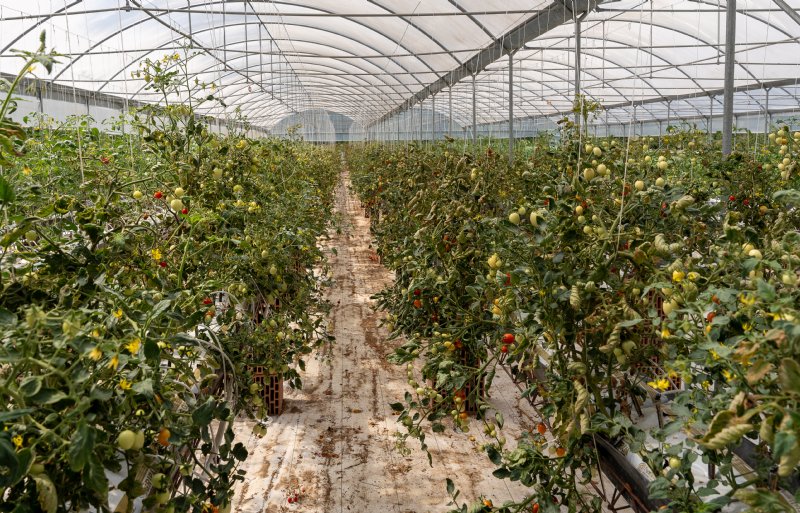 De plantjes staan ongeveer 1 meter boven de grond.