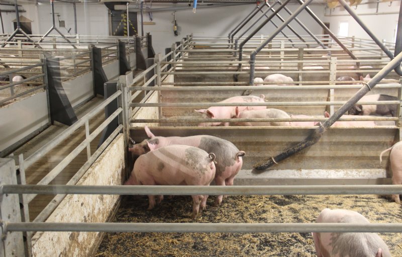 De vleesvarkens zijn mooi schoon en hebben daarnaast een lange krulstaart.