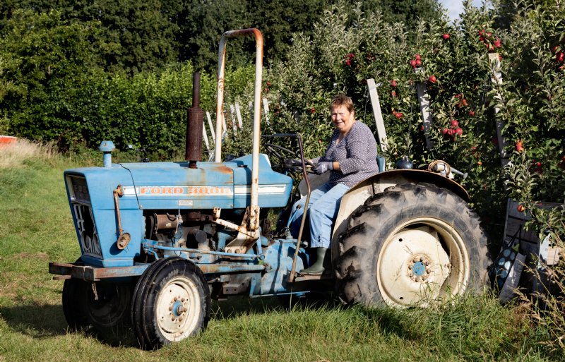 Toos Timmermans stuurt de antieke trekker met volle kisten appels richting de opslag.