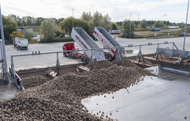 Aanvoer van suikerbieten bij de fabriek van Cosun Beet Company in Dinteloord.