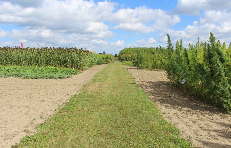 Biobased Innovation Gardens bij proefboerderij Rusthoeve in Colijnsplaat.