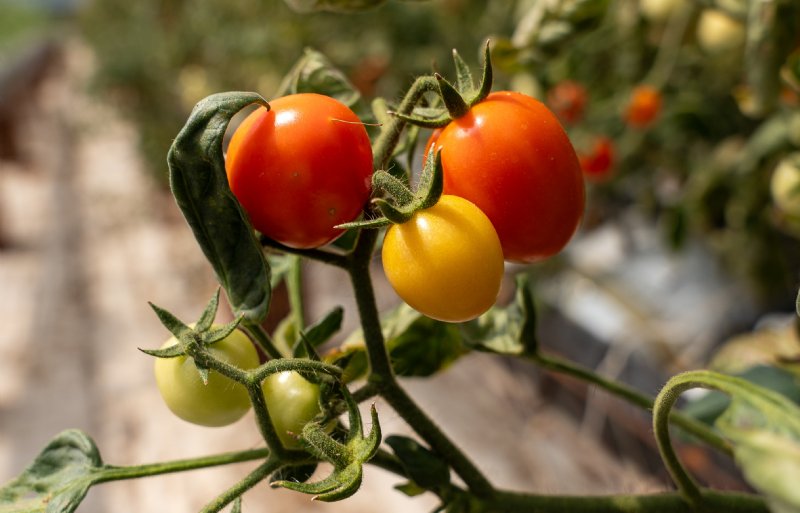 De focus ligt op twee typen tomaten: cherrytomaten en dadeltomaten.
