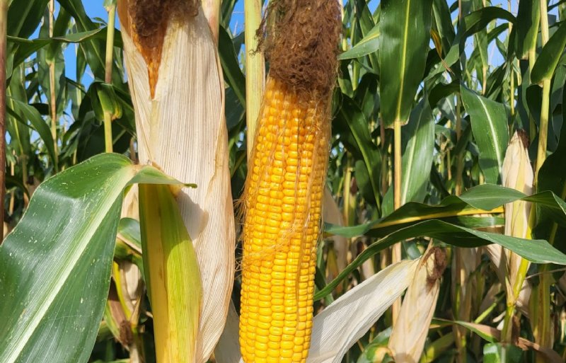 Melkveehouder Bart van L:eeuwen in het Zuid-Hollandse Stellendam roemt de kolven van zijn mais.