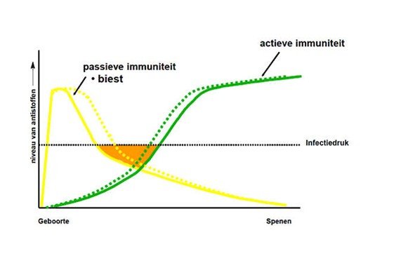 De passieve immuniteit daalt en het kalf gaat actieve immuniteit aanmaken.