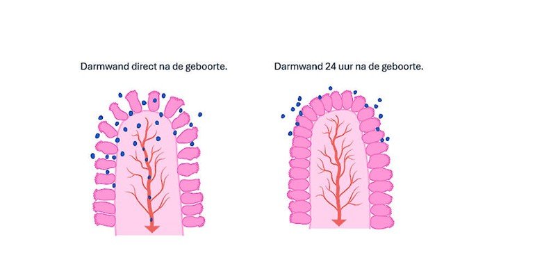 De darmwand van een kalf ziet er 24 uur na de geboorte anders uit. Die is dan gesloten.