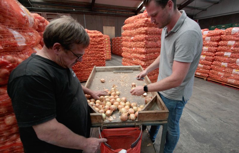 Samen met een keurmeester controleert Foort Boone (links) een partij uien die verwerkt worden voor de export.
