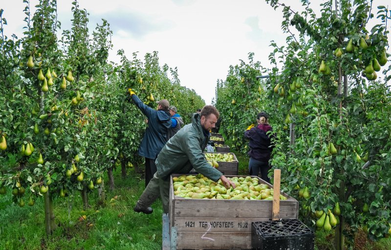 Met zulke overvolle bomen zijn de kisten snel vol. Ter Hofstede controleert de kisten nog even op hoogte, want bij het stapelen mogen er geen peren in de knel komen te zitten.