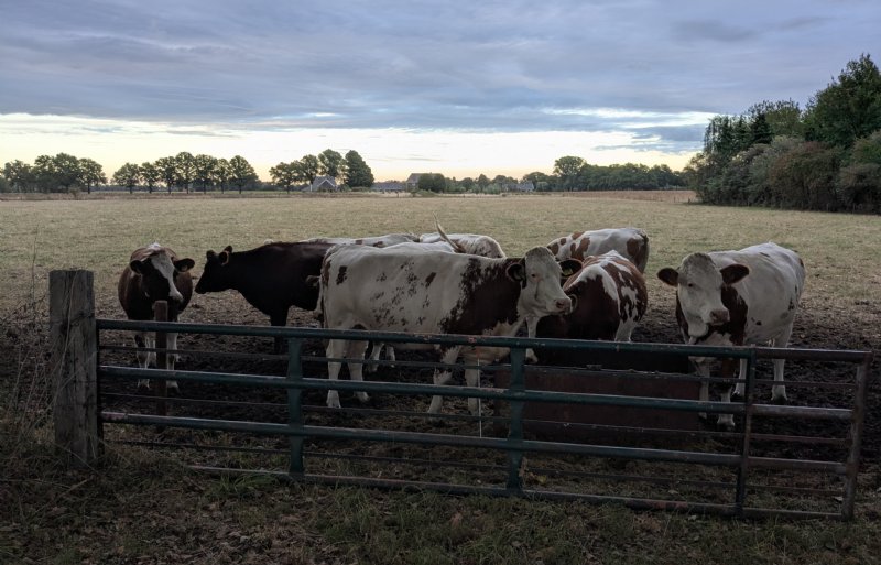 Vanwege de droge maand augustus begonnen weides in met name de Achterhoek droogteverschijnselen te vertonen.