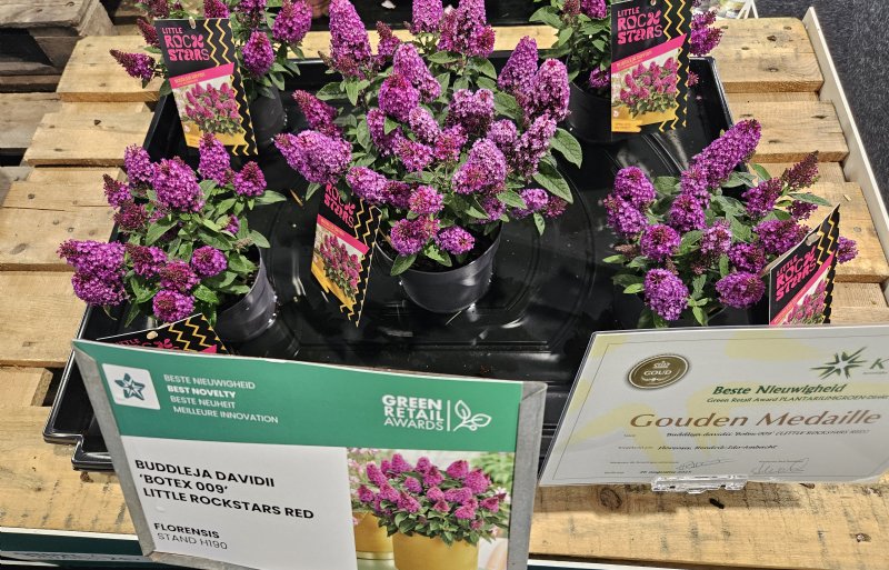 De winnaar van noviteiten was de compact groeiende Buddleja davidii van Florensis. Met deze grootte is deze ook geschikt voor balkon en terras.