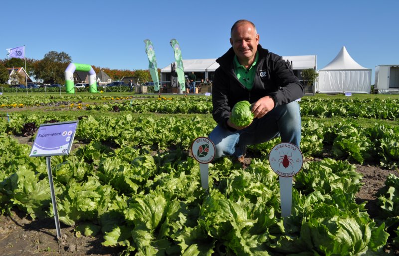 Ton Smolders van Enza Zaden toont de nieuwe ijsbergsla die resistent is tegen de Nasonovia-slaluis.