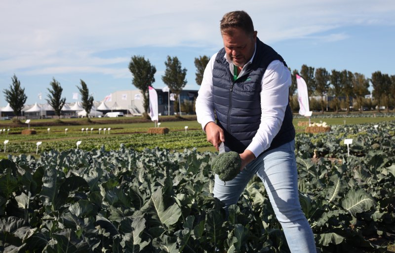 Michel Zeelen van Sakata Vegetables noemt Nemesis F1 een krachtige broccoli met een hoog scherm.