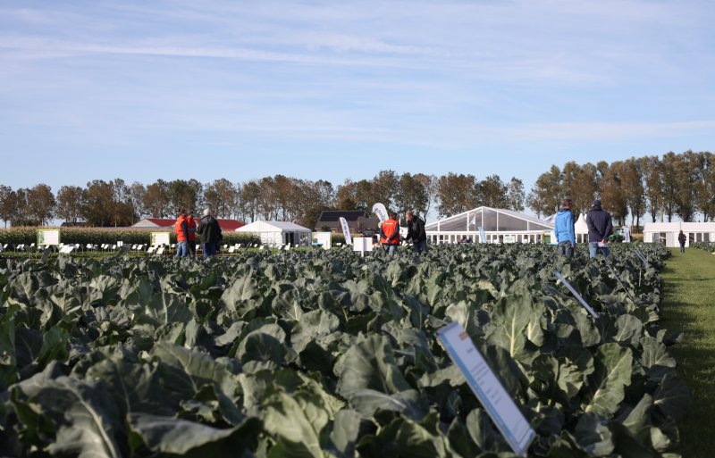 Syngenta Seeds presenteerde op het demoveld in het Noord-Hollandse Grootebroek de doorbraak in knolvoetresistentie bij bloemkool en wittekool.