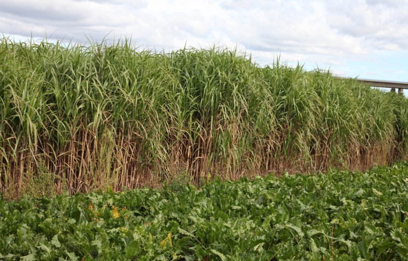 Miscanthus is twintig jaar productief. Oogsten is mogelijk vanaf het derde jaar van de teelt.