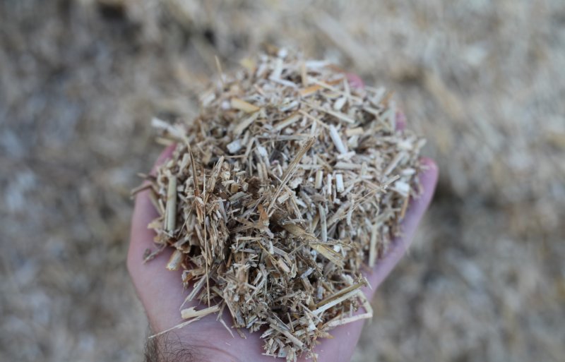 Gehakseld miscanthus is onder meer geschikt als strooisel voor paardenstallen.