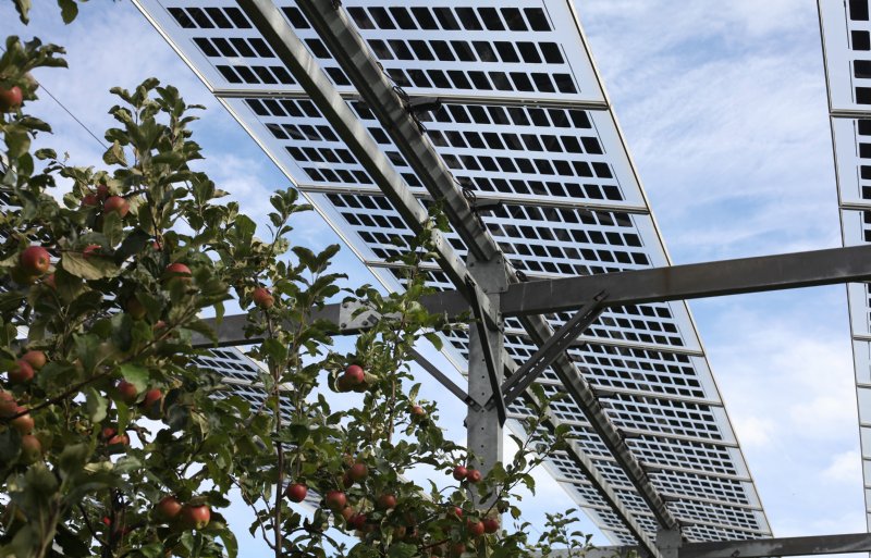 De zonnepanelen laten allemaal zo'n 45 procent van het daglicht door.