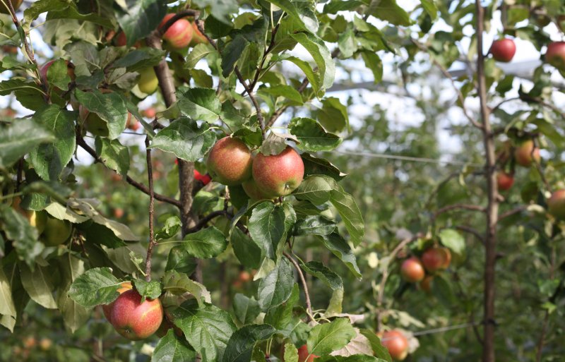 Deze appels waren eind september nagenoeg rijp.