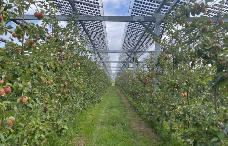 De jongste aanplant van appels in het Agri-PV-perceel. Volgens Nachtwey valt bij regen het water altijd op dezelfde plek; meestal tussen de rijen, midden op het pad. Vandaar dat het bedrijf in elke bomenrij druppelslangen heeft liggen, zodat er voldoende water bij de wortels komt.