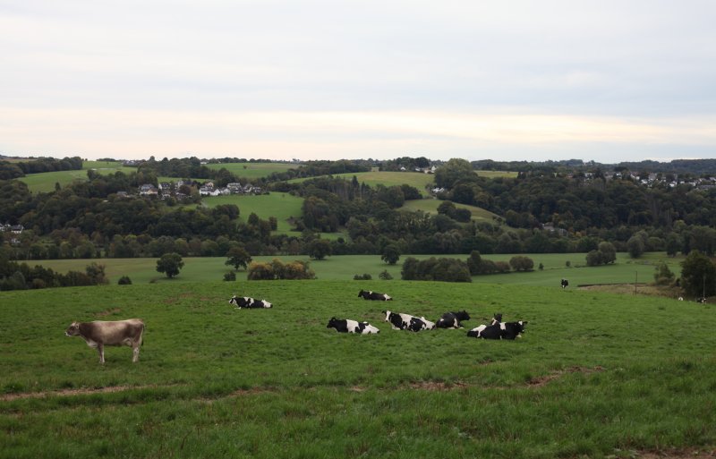 Koeien in de wei van de familie Lüpschen in het heuvelachtige Bergisches Land.