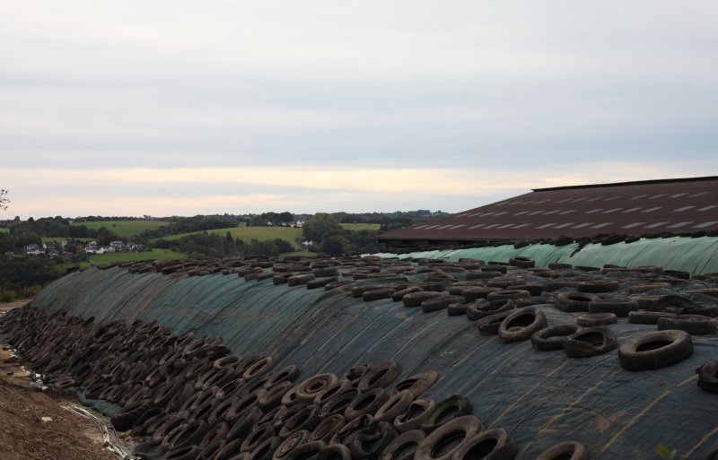 De rijkuilen liggen naast de melkveestal.