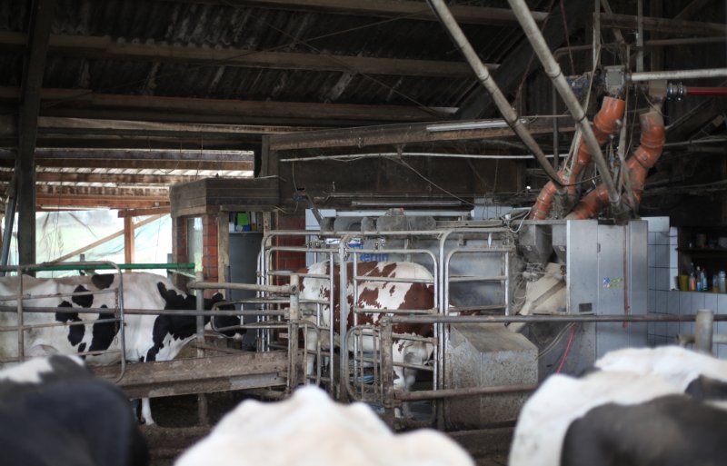 Het Duitse bedrijf melkt 240 koeien met vier robots.