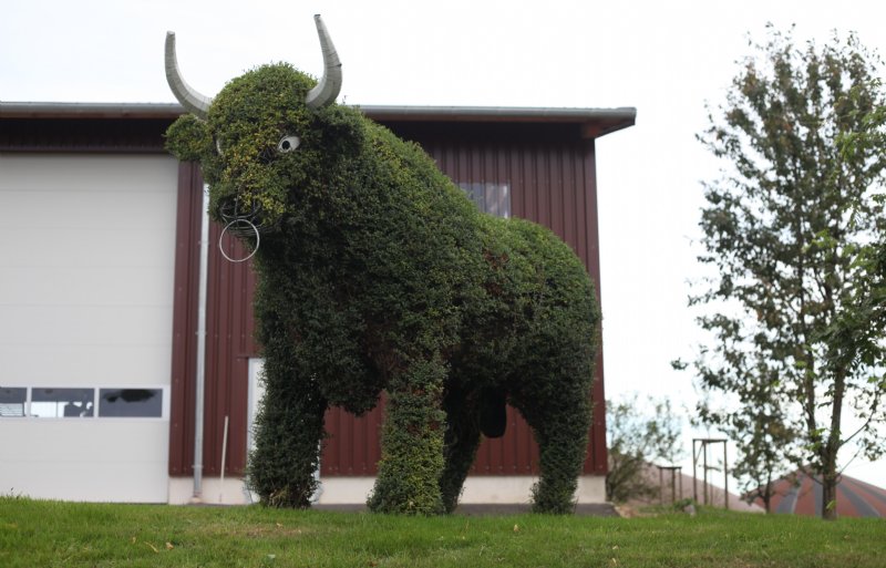 Een wel heel bijzondere stier op het erf van de familie Lüpschen.