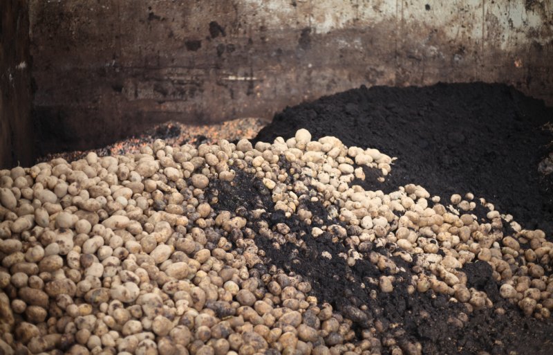 In de biovergister gaan resten uit de voedingsindustrie (zoals aardappelen), voerresten en mest.