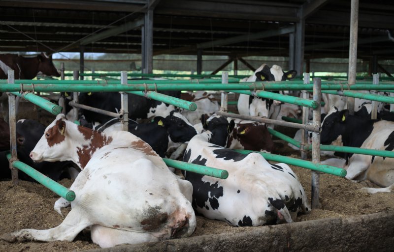 Lüpschen werkt met flexibele ligboxafscheidingen.